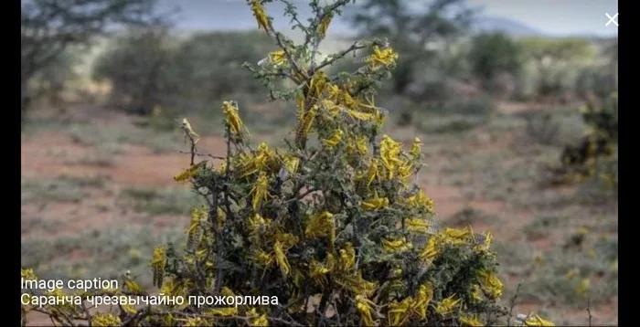 East Africa faces famine due to swarms of locusts - Media and press, Trouble, Africa, Disaster, Longpost, Locust