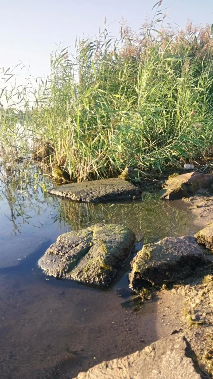 A little summer in your feed - My, Summer, The sun, River, Heat, Reeds