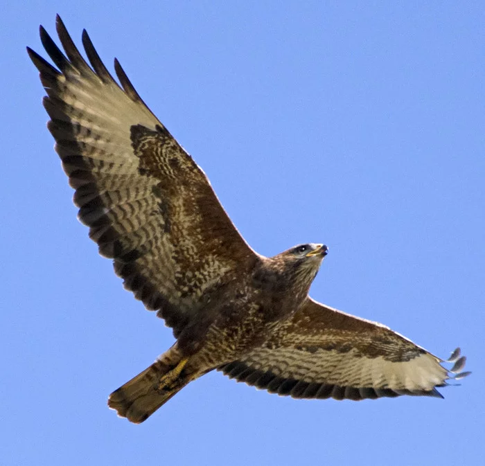 About birds of prey - My, Ornithology, Moscow region, Schelkovo, Birds, Predator birds, Nature, Photo hunting, Hobby, Video, Longpost