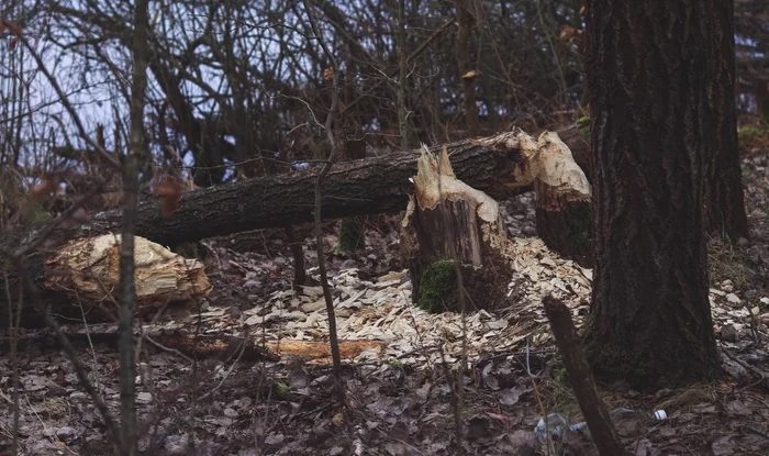 Beaver creativity - My, Forest, The photo, Beavers, Christmas trees, Galaxy in Danger, Longpost, Kaliningrad