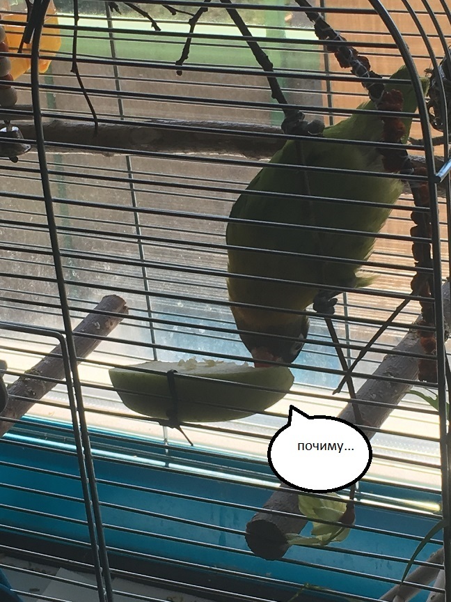 How do birds sleep? - My, A parrot, Lovebirds, Masked Lovebird, Dream, Chick, Longpost