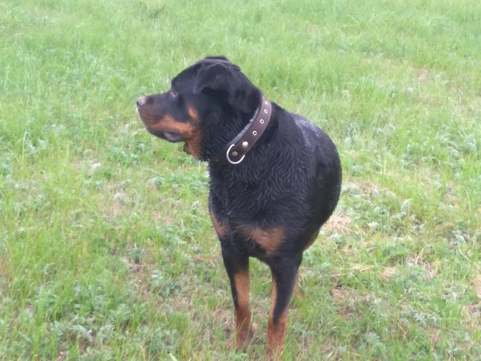 In response to the post “But they never bought a dog” - My, Dog, Dream, Rottweiler