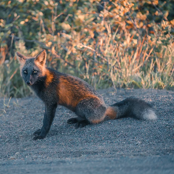 Cross Fox - Fox, Animals, The photo, Krestovka