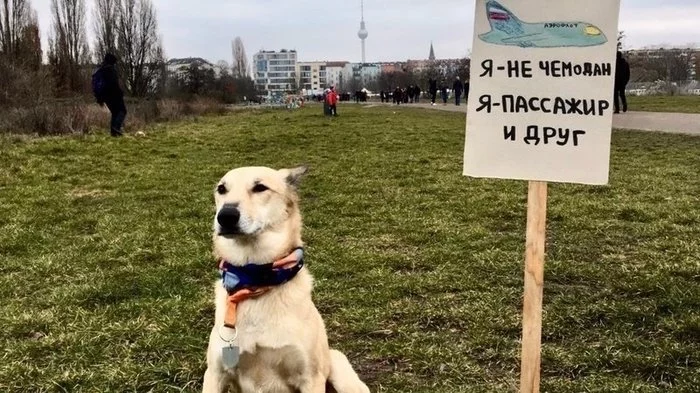My dog ??is not a suitcase!: We demand humanity from Aeroflot when transporting animals - Longpost, No rating, Animals, Negative, Silent movie, Aeroflot, A responsibility, Петиция