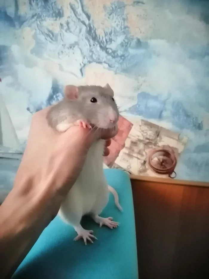 I really need help!!! - My, Rat dumbo, Decorative rats, Disease, Rat, Help