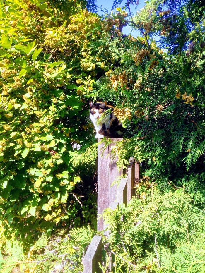 Первая встреча с Иорветом!