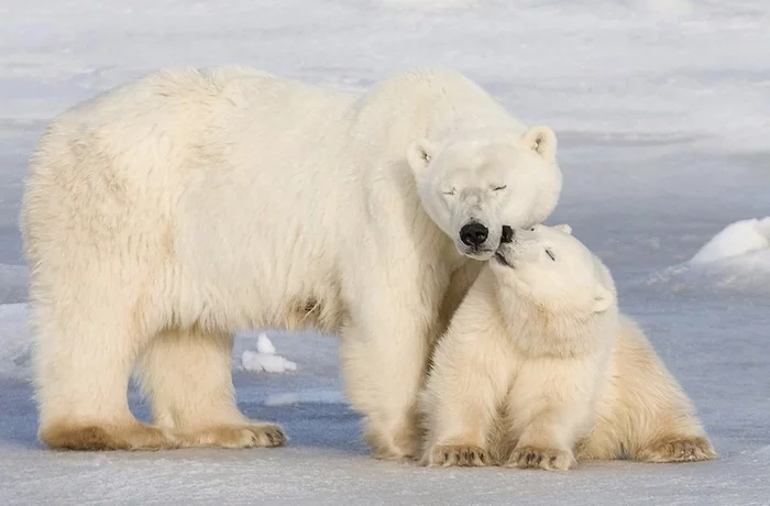 Ursa Major and Minor - The photo, Bear, Polar bear, Young, Animals, Arctic, The Bears