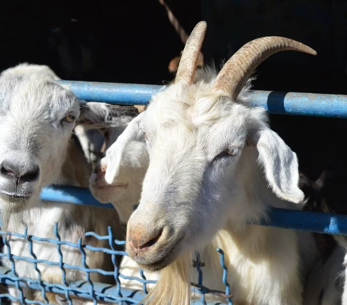 Zoo in Pridorozhny, part 5 - My, Donetsk, Animals, Zoo, Beginning photographer, The photo, Goat, Milota, Longpost