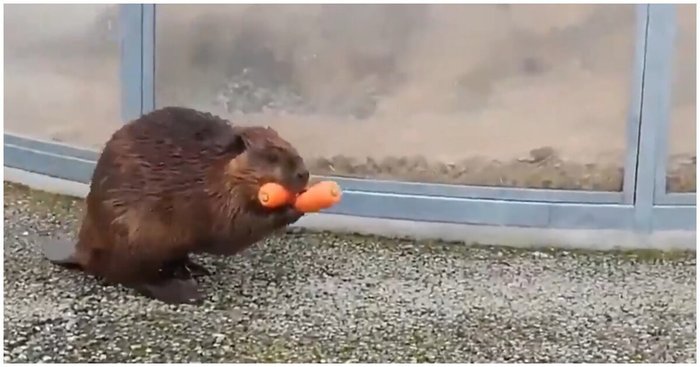 Thrifty beaver - Japan, Zoo, Beavers, Miner, Video