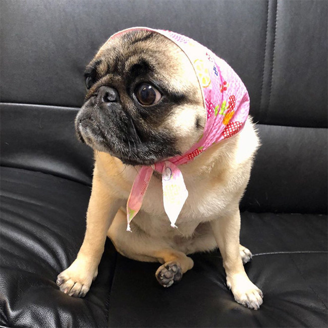 Cuteness of the day: what dogs will look like if they are dressed like Russian grandmothers - Dog, Handkerchiefs, Milota, Instagram, Grandmother, Humor, Longpost