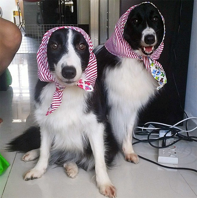 Cuteness of the day: what dogs will look like if they are dressed like Russian grandmothers - Dog, Handkerchiefs, Milota, Instagram, Grandmother, Humor, Longpost