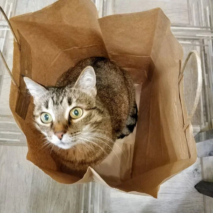 So he brought food for himself, but for me?... - My, cat, Package, Food, Inside view