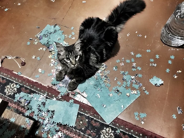 Pain - Puzzle, Pain, cat, My