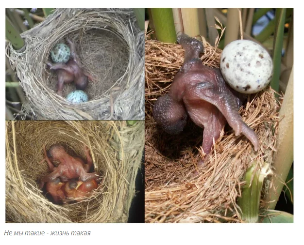 Как вырастают кукушки: птенцы-диверсанты История, Рассказ, Животные, Птицы, Кукушка, Московский зоопарк, Яндекс Дзен, Длиннопост Как вырастают кукушки: птенцы-диверсанты История, Рассказ, Животные, Птицы, Кукушка, Московский зоопарк, Яндекс Дзен, Длиннопост