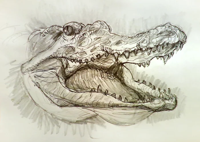 Reptile head sketch - My, Reptiles, Drawing, Sketch, Process, Video, Crocodile, Alligator, Creation, Crocodiles