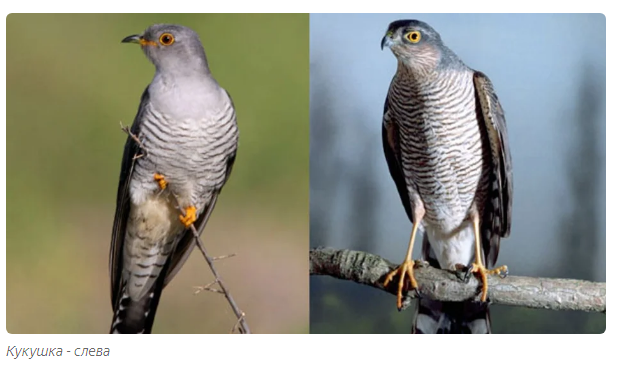 How cuckoos grow up: saboteur chicks - Animals, Birds, Cuckoo, Moscow Zoo, Yandex Zen, Longpost