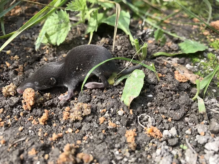 Little one? - My, Summer, Mole, Nature, Video