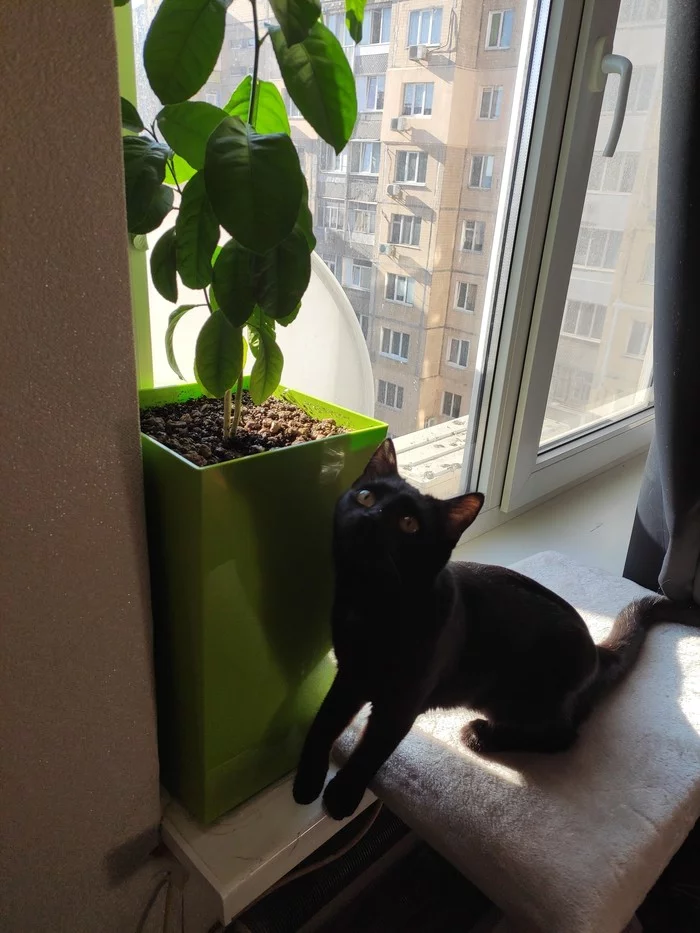When the apartment is listed - My, cat, Catomafia, Lemon, Video, Longpost