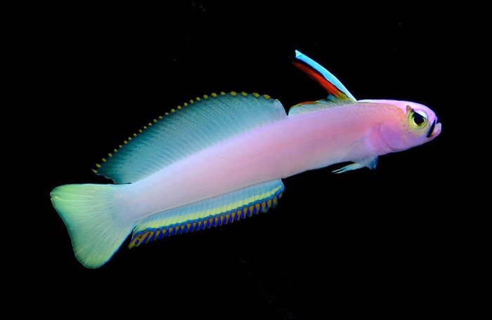 Nemateleotris helfrichi (Helfrich's Firefish)