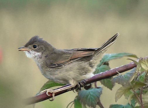 Who can you meet on the banks of the Klyazma in Shchelkovo? Part two - My, Ornithology, Birds, Animals, Schelkovo, Nature, River, Klyazma, Photo hunting, Longpost