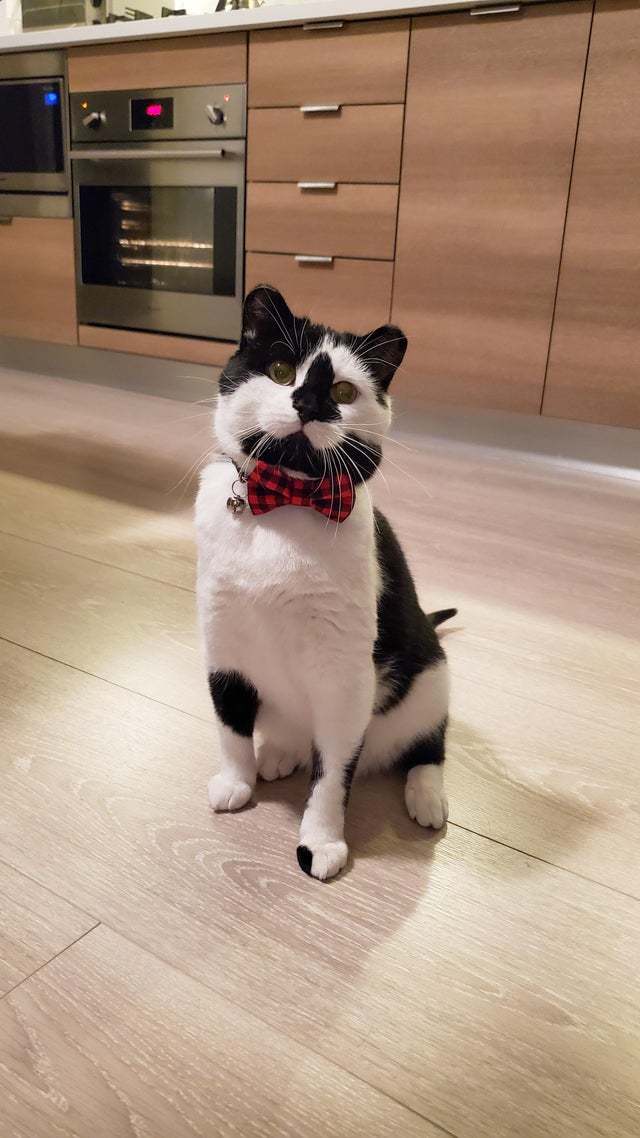 Джентльмен-кэт