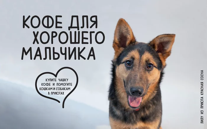 On February 8, drink coffee and help cats and dogs in shelters - My, Coffee, Animals, Animal shelter, Stock, Charity, Moscow, Saint Petersburg