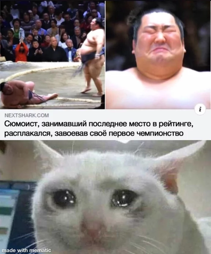 Well done - Sumo, Sumo wrestlers, Champion, Memes, cat
