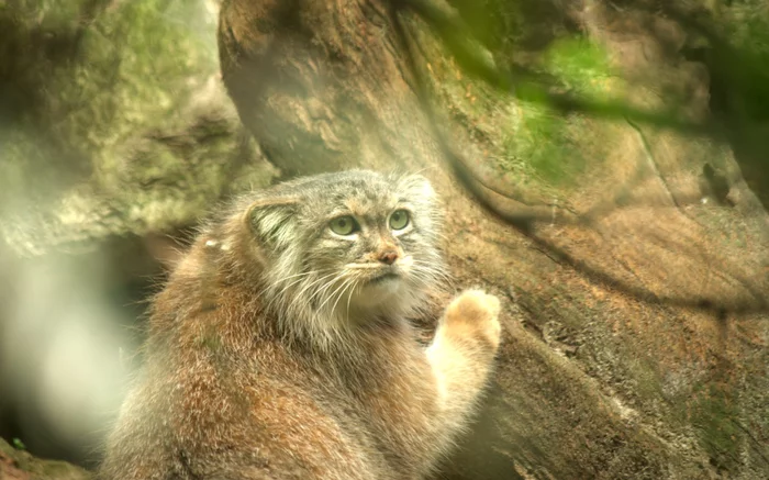 A secret group of secretive Pallas' cats - My, Pallas' cat, Animals, Wild animals, Moscow Zoo, Zoo, wildlife, Longpost, Small cats, Cat family, Predatory animals