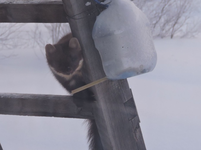 Продолжение саги о горностае Длиннопост, Куница, Горностай, Кормушка, Мурманская область