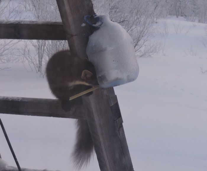 Продолжение саги о горностае Длиннопост, Куница, Горностай, Кормушка, Мурманская область