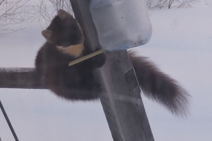 Продолжение саги о горностае Длиннопост, Куница, Горностай, Кормушка, Мурманская область