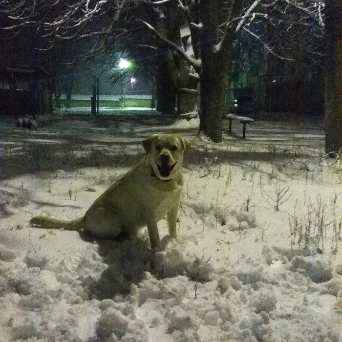 It happens - My, Dog, Friend, Best friend, Labrador, Retriever, A life