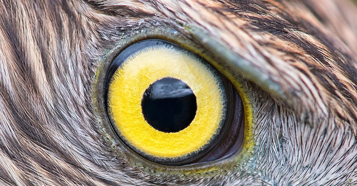 Глазки зорки. Глаз ястреба тетеревятника. Глаза хищных птиц. Глаз Сокола. Глаз орла.