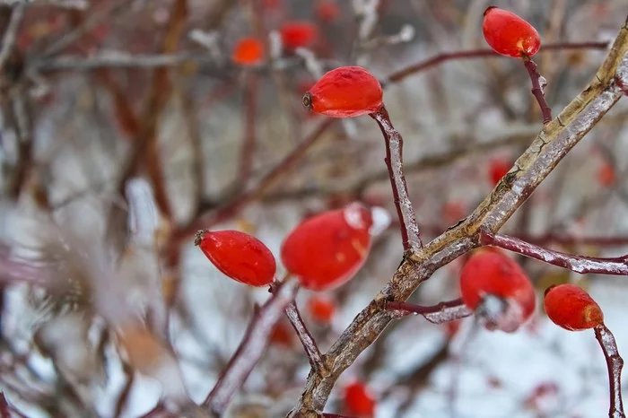 ice briar - My, Rose hip, Freezing rain, Nature, Canon, Longpost, The photo