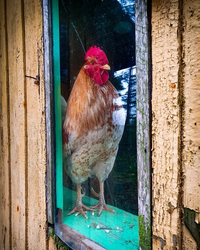 Cooler than a dog - My, Rooster, Village, Security, Birds