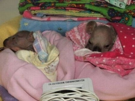 Rescue of two little koalas - Australia, Koala, Animals, The rescue, Animal Rescue, Longpost, Young