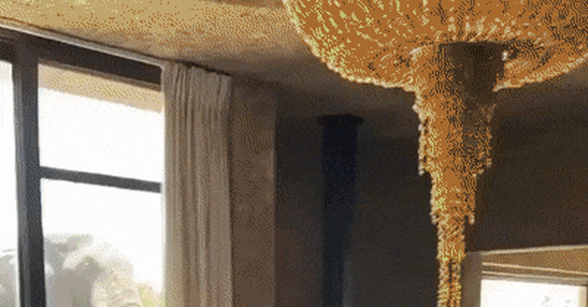 Your windows here are dirty - GIF, Elephants, Water, Window