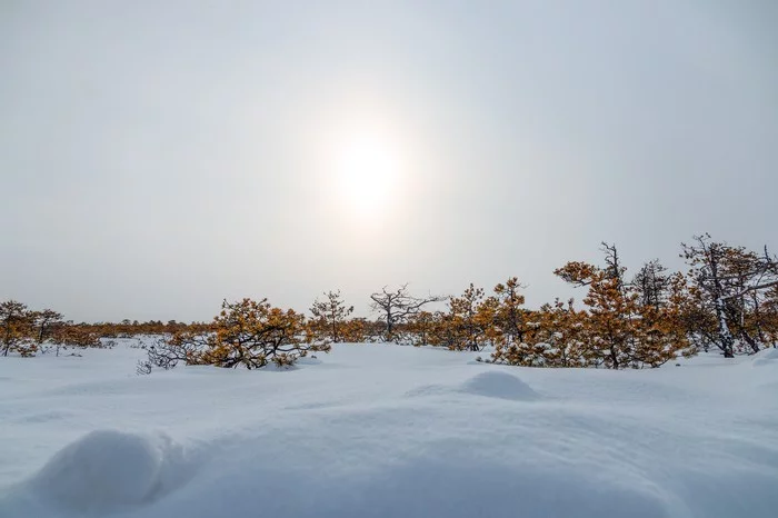 White sun of Siberian swamps - My, Beginning photographer, Swamp, The sun, The photo, Canon 70d, Tobolsk