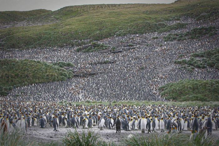 Конец лета на Южной Георгии