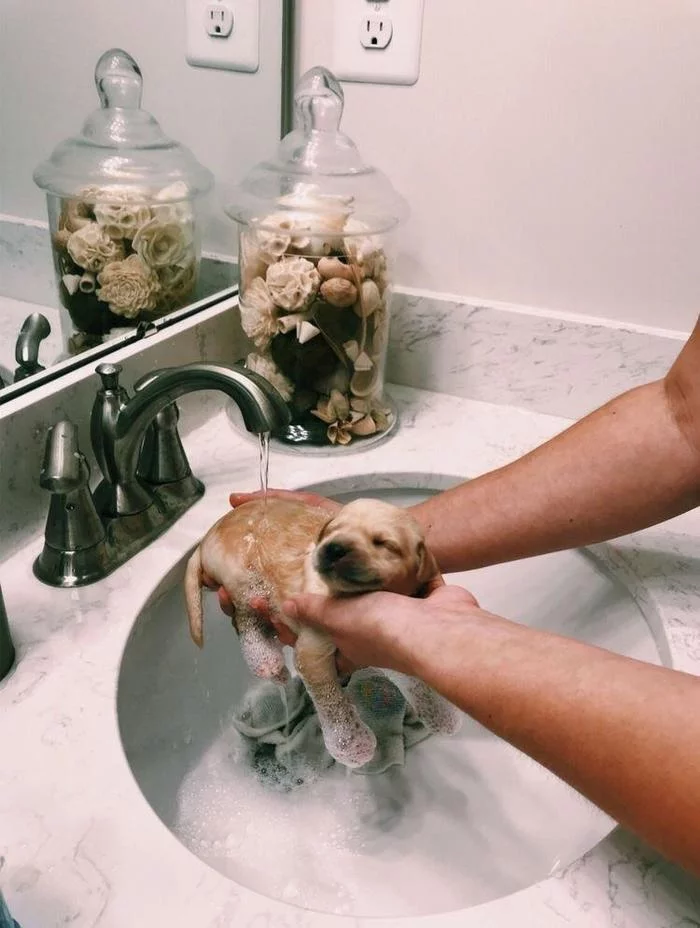 Little good boy bathes for the first time - Dog, Puppies, Bathing, Reddit, Bathing