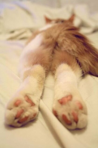 Paws - cat, Paws, Milota, Redheads