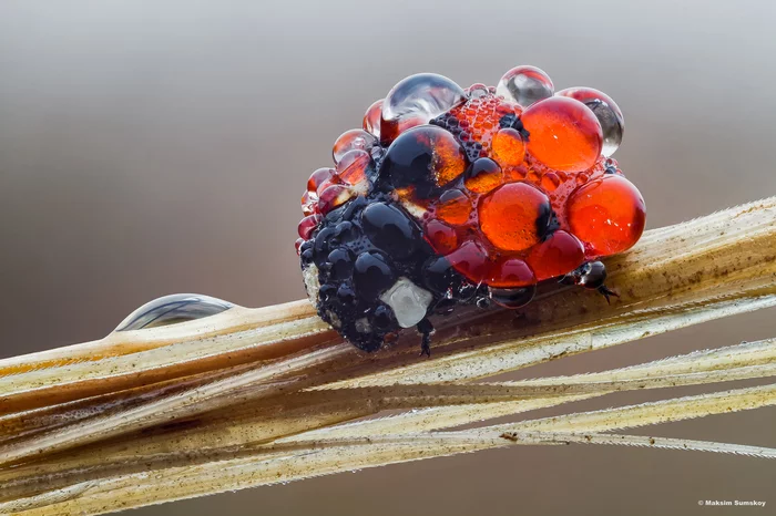 Cows and dew - ladybug, Dew, Macro photography, Insects, The photo