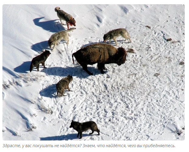 Gray wolf: How wolves calm rowdies in the pack - Animals, Wolf, Informative, Yandex Zen, Longpost, Animal book