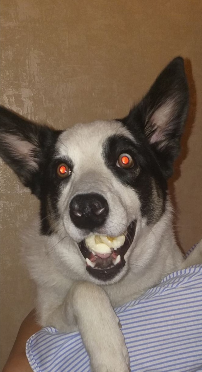 Было - стало Вырос, Щенки, Длиннопост, Собака