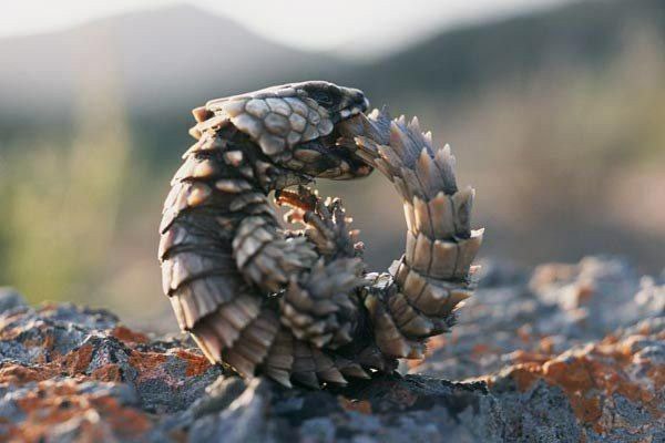 Pokemon in real life - The photo, wildlife, Lizard, Belttail