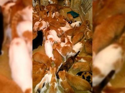 130 ginger cats were found in the apartment of a frivolous Muscovite - cat house, Redheads