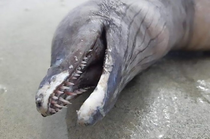 A snake with no eyes and a dolphin head was found on a beach in Mexico - Animals, Monster, Unclear, Interesting, Unknown Creature, Creature, Ocean, Snake, Creatures