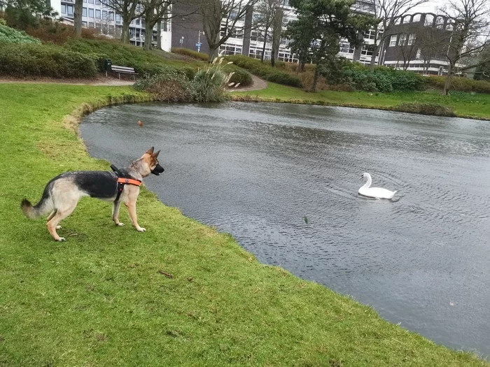 Unexpected meeting - My, Dog, German Shepherd, White Swan, Astonishment, Swans