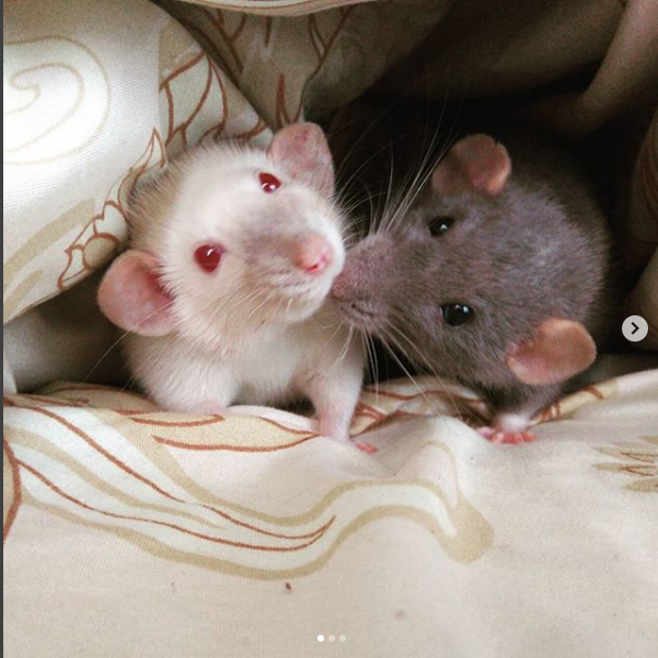 It's sad but that's life - My, Decorative rats, Death, Sadness, The photo, Longpost