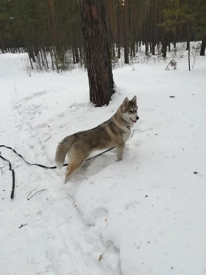 Husky and winter forest - My, Husky, Dog, Longpost